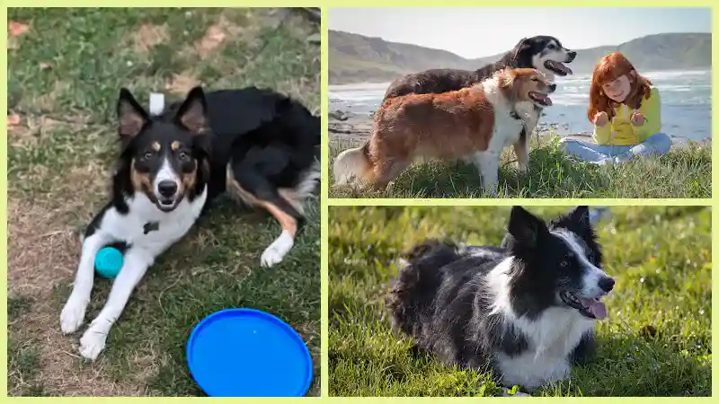 Border Collies mix