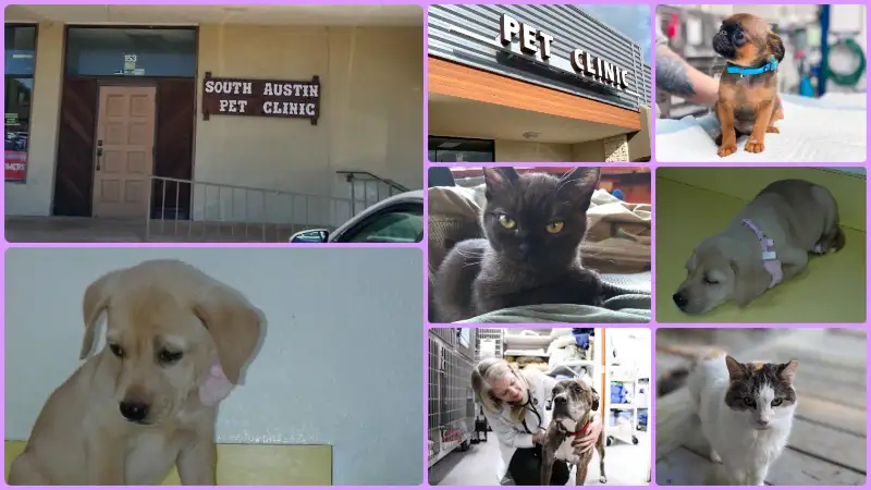 South Austin Pet Clinic Best vets in Austin