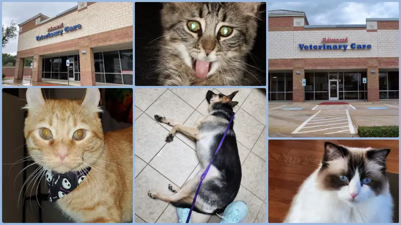 Advanced Veterinary Care of Plano