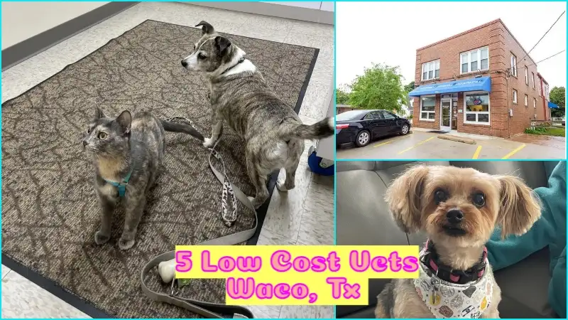 Low Cost Vets in Waco Texas